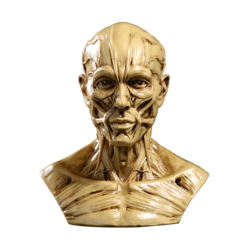 Head Mould Statue Human Anatomically Study Photo Props Head Anatomical