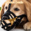 Muzzle for Dog Soft Training for Medium & Large Dogs Anti Biting Mouth 3