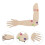 Portable Beige Hand Bone Joint Model for High School Anatomy Study 8