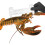 Multipurpose Acrylic Crabs Lobster Measuring Gauge For Precise 5