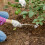 Manual Weeding Tool 5 Teeths Hand Weeder Puller Uprooting Weeder Tool Weeding Artifact Weeding Puller Weeder Tool 2