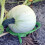 Strawberry Support Squash Protector Stand Garden Pumpkin Support Stand Trellis Avoid Ground Rot for Watermelons Squash 5