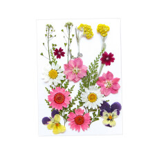 Dried Pressed Flowers Dry Leaves Kits for Scrapbooking Envelopes Bookm