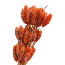 Dried Flower Bouquet for Home Table Decor Party DIY Arrangement Thanks