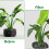 Supporto per Piante Riutilizzabile per Monstera, Stabilizzatore Riutilizzabile per Monstera Bonsai, da Interno e da Esterno, 6 Pezzi 4