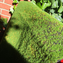 Artificial Moss Fake Green Plants Faux Moss Grass for Shop Home Patio Decoration Garden Wall Living Room Decor Supplies