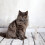 Thermomètre Pour Animaux, Tip Flexible, Facile À Lire 6