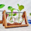 Wooden Frame Tabletop Vase Set Multi-Purpose Bonsai Planter Hydroponic Base Terrarium Display Containers Home Decor B 5