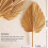 10 Pcs 18 Polegadas Natural  Spear Folhas de Palmeira Tropical FãS Boho DecoraçãO de Casamento DecoraçãO Havaiana 2