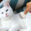 Outil Toilettage Chat Élastique Massage Pelage 4