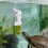 Accessoire De Nourrissage Aquatique Avec Ventouse 5