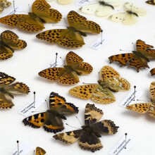 700 Szt. Szpilki do OwadóW, Szpilki do OwadóW Ze Stali Nierdzewnej z żYwicą Epoksydową Szpilki do Entomologii PróBek