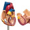 Hartmodel, 2-Delig Luxe Levensgroot Menselijk Hartmodel Anatomie met 34 Anatomische Structuren, Anatomisch Hart 5