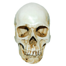 Lifesize 1:1 Human Skull Resin Model Anatomical Realistic Skeleton Wh