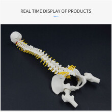 2pcs 45CM Human Spine with Pelvic Model Human Anatomical Anatomy Spine Model Spinal Column Model+Stand Fexible