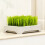 Cat Grass Planter Box for Indoor Cats 4