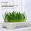 Cat Grass Planter Box for Indoor Cats 10