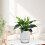 Vaso para Plantas Autoirrigável de 6 Polegadas com Reservatório Visual e Furo de Drenagem, Vaso para Plantio Interno e Externo, Pacote com 5, Branco 3