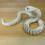 Three Dimensional Printed Snake Hand Toy with Fully Movable Joints Realistic Plastic Decorative Figurine 8