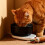 Gamelle chauffante isolée pour chat, alimentée par USB 2
