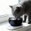 Gamelle chauffante isolée pour chat, alimentée par USB 4