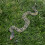 (Grey Python) Inflatable Snake Toy for Halloween Prank 4