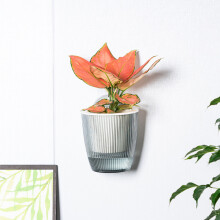 (Starry Gray L) Nordic Self-Watering Wall Planter - Large Capacity