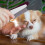 Flea Comb for Dogs Multifunctional Grooming Comb 4