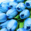 Artificial PU Tulip Bouquet for Wedding Decor, Blue, 24 Count 2