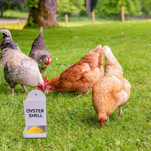 Automatic Hanging Chicken Oyster Shell & Grit Feeder – Compatible with All Coops, Precision Nutrition, Versatile Poultry Accessory 1