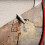 Το ΑΥΘΕΝΤΙΚΟ AC Drain Doctor. Εργαλείο καθαρισμού σωλήνων αποστράγγισης συμπυκνωμάτων. 3
