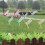 Dragonfly Garden Stakes3D Decor24pcs 2