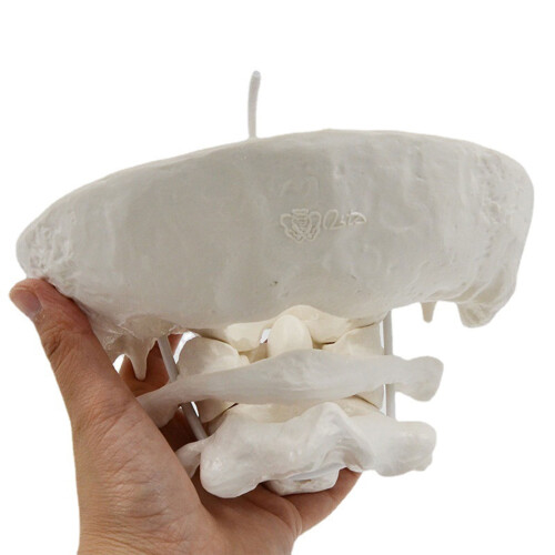 1.5x Magnification Human Cervical Model Occipital Bone Model Teaching Educational Model Teaching Aid 2