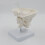 1.5x Magnification Human Cervical Model Occipital Bone Model Teaching Educational Model Teaching Aid 4