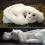 Falkor From The Neverending Story Λούτρινα Παιχνίδια Δώρο για Παιδιά και Ενήλικες 5
