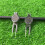 Alloy Golf Divot Tool - Lawn Repair 5