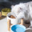 White Ceramic Elevated Dog Bowl for Small Breeds 4