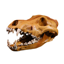 Répliques de crânes de loup en résine, sculptées avec une précision anatomique remarquable, à des fins pédagogiques scientifiques.