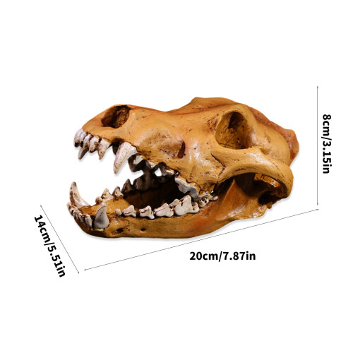 Modelo de crânio de lobo anatomicamente preciso em resina (1 peça) 1