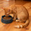 Μπολ για γάτες Μπολ τροφής για γάτες Μεγάλης χωρητικότητας Μπολ τροφής για 6