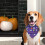 Μπαντάνα για κατοικίδια για Halloween 5,9"x3,15" πλενόμενο κασκόλ για σκύλους με σχέδιο 1