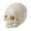 Baby Skull Model with Movable Jaw Anatomical 1pc 1