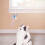 Cat Teaser Wand Refill Kit Butterfly Dragonfly Bee 4 Pcs 7