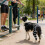 Dog Rear Leg Brace for Knee Hip ACL Support 5
