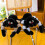 Pluche spin knuffel 19,6 inch 7