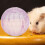 10cm Plastic Exercise for Hamsters and Small Pets, Lightweight,, and Easy to Clean 7