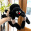 Pluche spin knuffel 19,6 inch 2