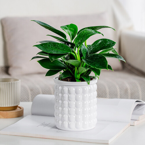 (Pure White) Self-Watering Hydroponic Planter - Modern Home Decor