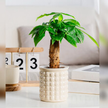 (Milk Tea Color) Self-Watering Hydroponic Planter - Modern Home Decor