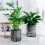 (Transparent Gray) Self-Watering Hydroponic Planter - Modern Home Decor 2